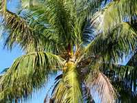 Cruise 128 Key West coconut palm