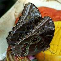 Cruise 144 butterfly on fruit