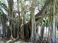 Cruise 215 banyon tree roots