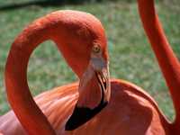 Cruise 270 flamingo closeup