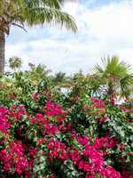 Cruise 328 Coco Cay flowers