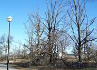 Ice Storm Jan. 2009 040.jpg 2.jpg